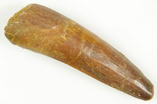 Fossil Spinosaurus Tooth - Feeding Worn Tip #363057