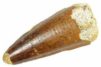 Fossil Spinosaurus Tooth - Feeding Worn Tip #363061