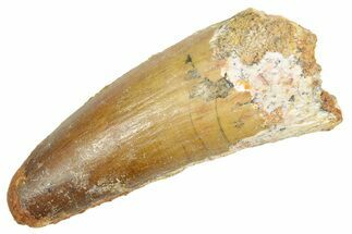 Fossil Spinosaurus Tooth - Real Dinosaur Tooth #363068