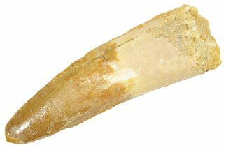 Fossil Spinosaurus Tooth - Real Dinosaur Tooth #363074
