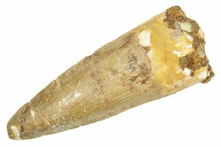 Fossil Spinosaurus Tooth - Real Dinosaur Tooth #363097