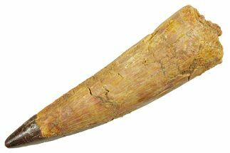 Fossil Spinosaurus Tooth - Real Dinosaur Tooth #363482