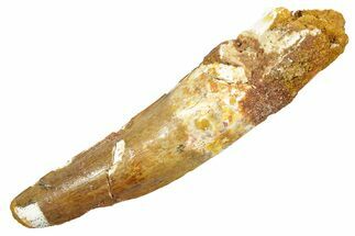 Bargain, Fossil Spinosaurus Tooth - Real Dinosaur Tooth #363483