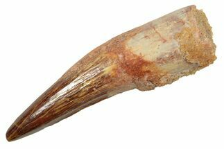 Fossil Spinosaurus Tooth - Real Dinosaur Tooth #363489