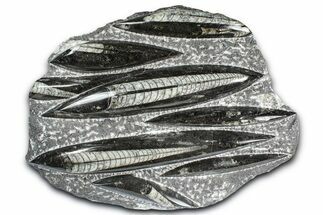 Polished Fossil Orthoceras (Cephalopod) Plate - Morocco #359670