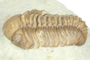 3D Flexicalymene Trilobite Fossil From Ohio (#2296) For Sale