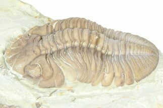 Bargain, Lochovella Trilobite - Black Cat Mountain, Oklahoma #362995
