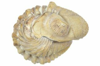 Enrolled Kainops Trilobite - Black Cat Mountain, Oklahoma #362996