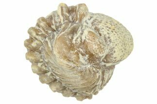 Enrolled Paciphacops Trilobite - Black Cat Mountain, Oklahoma #362998