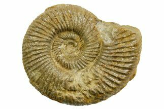 Jurassic Ammonite (Perisphinctes) Fossil - France #363585