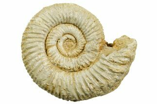 Jurassic Ammonite (Perisphinctes) Fossil - France #363588