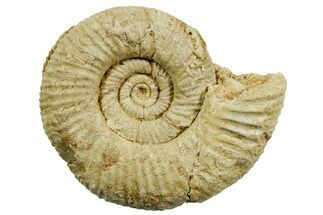 Jurassic Ammonite (Perisphinctes) Fossil - France #363599