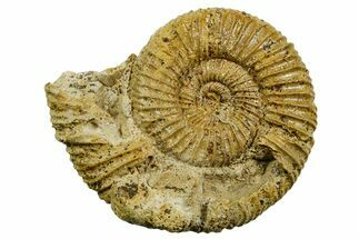Jurassic Ammonite (Perisphinctes) Fossil - France #363630