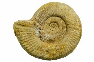 Jurassic Ammonite (Perisphinctes) Fossil - France #363637