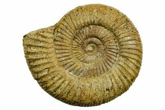Jurassic Ammonite (Perisphinctes) Fossil - France #363656