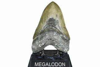 Serrated, Fossil Megalodon Tooth - North Carolina #363749