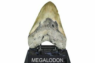 Fossil Megalodon Tooth - North Carolina #363752