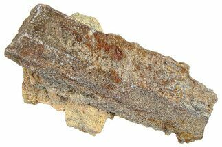 Devonian Petrified Wood (Callixylon) Section - Oldest True Wood #363283
