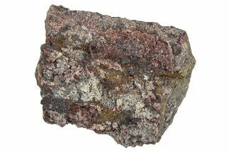 Devonian Petrified Wood (Callixylon) Section - Oldest True Wood #363289