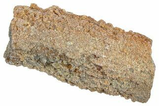 Devonian Petrified Wood (Callixylon) Section - Oldest True Wood #363290