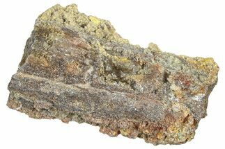 Devonian Petrified Wood (Callixylon) Section - Oldest True Wood #363306