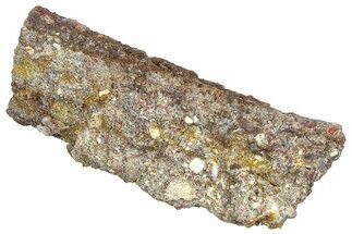 Devonian Petrified Wood (Callixylon) Section - Oldest True Wood #363309