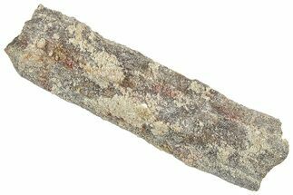 Devonian Petrified Wood (Callixylon) Section - Oldest True Wood #363318
