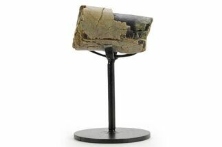 Fossil Theropod Metacarpal Section w/ Metal Stand - Colorado #363568