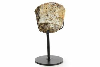 Fossil Theropod Vertebra Section w/ Metal Stand - Colorado #363569