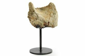 Fossil Dinosaur (Triceratops) Skull Section - South Dakota #363594