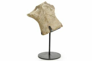Fossil Dinosaur (Triceratops) Skull Section - South Dakota #363631