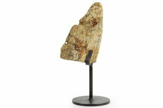 Dinosaur (Triceratops) Frill Shield Section w/ Stand - South Dakota #363635