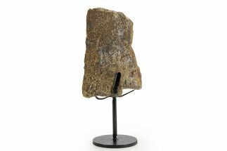 Fossil Sauropod Vertebra Section with Metal Stand - Colorado #363655