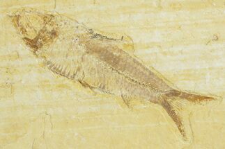 Detailed Fossil Fish (Knightia) - Wyoming #363785