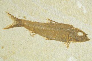 Detailed Fossil Fish (Knightia) - Wyoming #363791