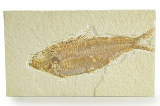 Detailed Fossil Fish (Knightia) - Wyoming #363799