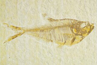 Detailed Fossil Fish (Diplomystus) - Wyoming #363806