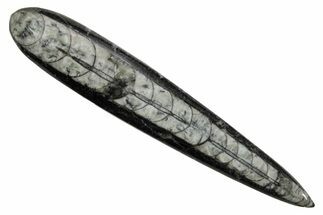Polished Fossil Orthoceras (Cephalopod) - Morocco #363852