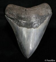 Inch Serrated Georgia Megalodon Tooth #2997