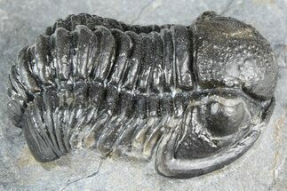 Detailed Gerastos Trilobite Fossil - Morocco #363959