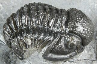 Detailed Gerastos Trilobite Fossil - Morocco #363960