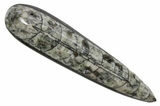 Polished Fossil Orthoceras (Cephalopod) - Morocco #363827