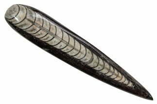 Polished Fossil Orthoceras (Cephalopod) - Morocco #363834