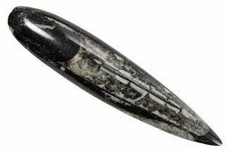 Polished Fossil Orthoceras (Cephalopod) - Morocco #363836