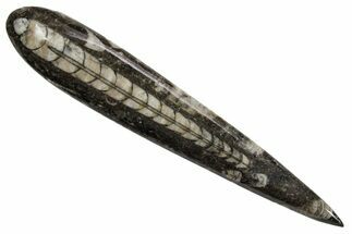 Polished Fossil Orthoceras (Cephalopod) - Morocco #363843