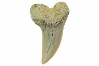 Fossil Shark Tooth (Carcharodon planus) - Bakersfield, CA #364024