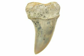 Fossil Shark Tooth (Carcharodon planus) - Bakersfield, CA #364029