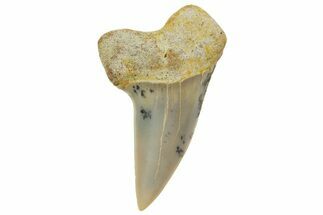 Fossil Shark Tooth (Carcharodon planus) - Bakersfield, CA #364033