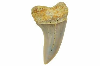 Fossil Shark Tooth (Carcharodon planus) - Bakersfield, CA #364034