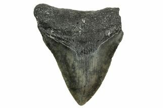 Bargain, Juvenile Megalodon Tooth - Serrated Blade #363693